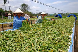 Vì sao ngành dược liệu mãi chưa "lớn"?
