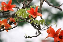 Ám ảnh hoa gạo có ma và chút kiêu hãnh mùa xuân sót lại