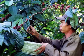 Càng làm càng lỗ, nông dân "tháo chạy" khỏi cây tỷ đô cà phê
