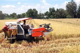 Những đồng lúa nhiệm màu