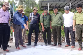 Giám sát trồng rừng và quản lý bảo vệ rừng tại huyện Đak Pơ