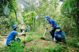 Tăng trách nhiệm để ngăn chặn phá rừng