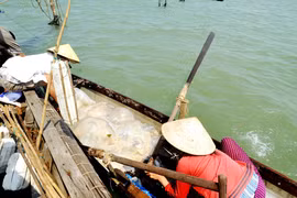 Khi phá Tam Giang rộn ràng sứa biển