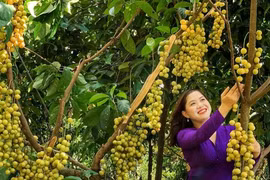 Trái ngọt miệt vườn