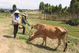 Ủy ban nhân dân tỉnh Gia Lai trả lời cử tri huyện Chư Pưh và Krông Pa