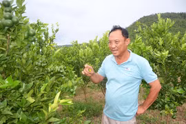 Đất cằn cho quả ngọt