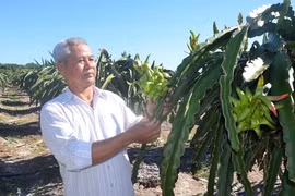 Thu nhập cao từ vườn thanh long ruột đỏ