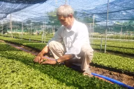Nhân giống hoa cúc Đà Lạt ở xứ nóng