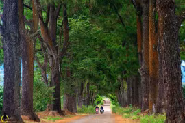 Trở lạnh