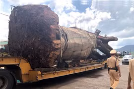 Tạm giữ xe đầu kéo chở cây "quái thú" không phép