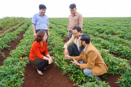 Bay xa hương vị "Lệ Cần khoai"