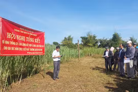 Chư Sê tổng kết cuối vụ mô hình trồng cỏ cao lương