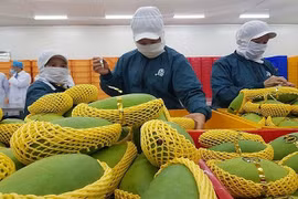 Kim ngạch xuất nhập nhẩu của Việt Nam chạm mốc 700 tỷ USD, duy trì top 30 thế giới