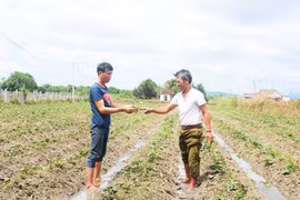 "Đánh cược" với khoai lang Nhật