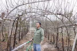 Nghề "săn" đào bán Tết