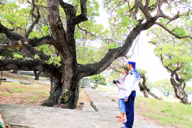 Cây di sản ở Trường Sa