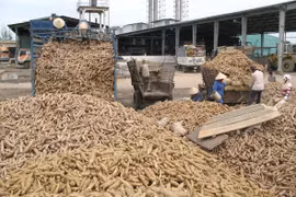 Xuất khẩu sắn lao đao vì Trung Quốc siết nhập khẩu
