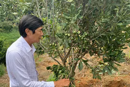 Trang trại "khổng lồ" trồng loài cây ra hạt ví như "hoàng hậu" quả khô