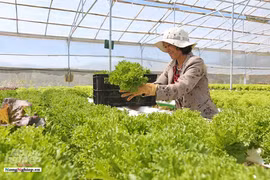 Rau thủy canh - cuộc chơi của các 'ông lớn'
