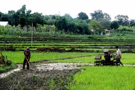 Chư Sê: Tiến độ gieo trồng vụ mùa 2018 đạt 99% kế hoạch