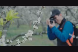 Mộc Châu mùa hoa mận