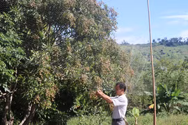 Triển vọng từ cây nhãn