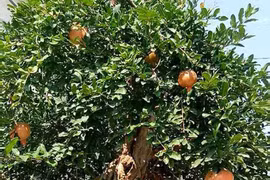 Ngã giá 10 tỷ, đại gia Thượng Hải bị từ chối