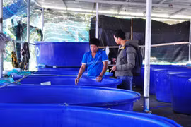 Lâm Đồng: Làm bể trên cạn nuôi cá tầm thoạt nhìn như tàu ngầm mi ni, nông dân này là tỷ phú