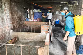 Gia Lai tăng cường kiểm soát bệnh dịch tả heo châu Phi