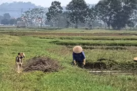 Mẹ tôi và mưa theo chiều thẳng đứng