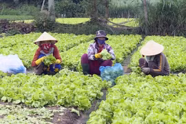 Giá rau tăng, nông dân Đak Pơ vẫn gặp khó