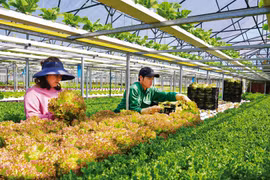 Thương hiệu ''Đà Lạt - Kết tinh kỳ diệu từ đất lành'' nâng cao vị thế của Lâm Đồng