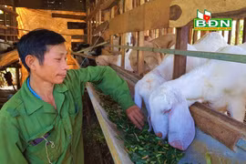 Đắk Nông: Nuôi loài thú tai dài quá mỏm, chỉ ăn rau, ăn lá, uống nước lã mà nông dân khá giả hẳn lên