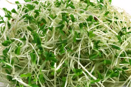 Những lợi ích sức khỏe tuyệt vời của rau mầm