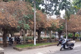 Đắk Lắk: Yêu cầu công an điều tra, xử lý vụ giàn hoa giấy "cổ thụ" bị cưa hạ