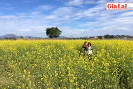 Hoa cải ven đô