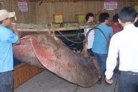 Bắt được cá đuối nước ngọt nặng 220 kg trên sông Tiền