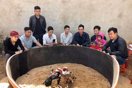 Chọi gà thú vui ngày xuân