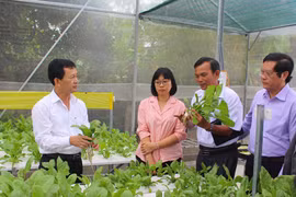 Gia Lai: Tập trung các giải pháp phát triển nông nghiệp