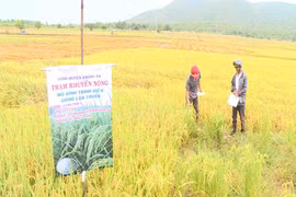 Thâm canh lúa Đài thơm 8 cho năng suất cao