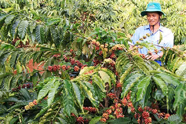 Biến đối khí hậu đe dọa ngành cà phê