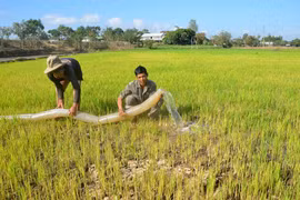 Ia Pa tập trung chống hạn cho lúa Đông Xuân