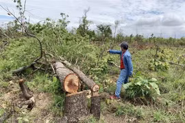 Khám nghiệm hiện trường vụ phá rừng quy mô lớn tại Đắk Lắk