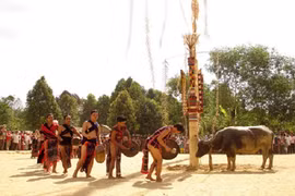 Rộn ràng mùa ăn trâu
