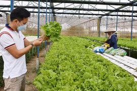 Ứng dụng công nghệ cao: "Đòn bẩy" phát triển nông nghiệp bền vững