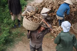 Đầu vụ mì đã mất mùa, rớt giá
