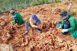 Đắk Lắk: Nông dân cay đắng nhìn đống gừng sắp thối, hỏng mà chẳng có người mua