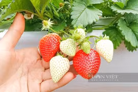 Trồng thứ cây thấp lùn, xanh ngăn ngắt, thác lá ra đầy quả đỏ, nông dân Sơn La bán dịp Tết đắt hàng