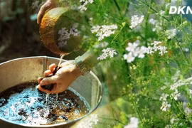Hương mùi già