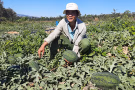 Kon Tum: Trồng dưa hấu trúng mùa nhưng bán rẻ hơn rau muống, gọi thương lái ời ời vẫn "bặt tăm"